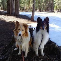Bichon Frises, Russell Terriers, and Shetland Sheepdogs from Mountain Ash Farms