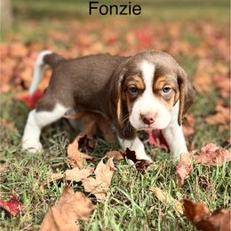 Fonzie - Brown white and tan male Beagle puppy in Rogersville, Missouri from Hales Little Beagle Haven