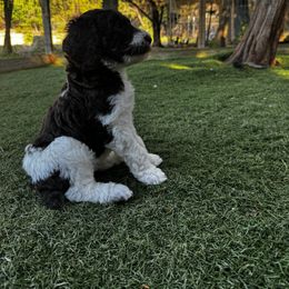Poodle Puppies from Lollipop R Poodles