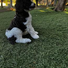 Poodle Puppies from Lollipop R Poodles