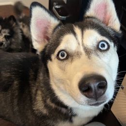 Bella - Siberian Husky