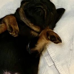 Brussels Griffons from Blackwood