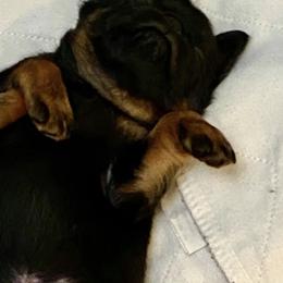 Brussels Griffons from Blackwood