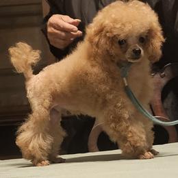 Tiny - Apricot male Poodle puppy in Willis, Texas from Golden's Poodles