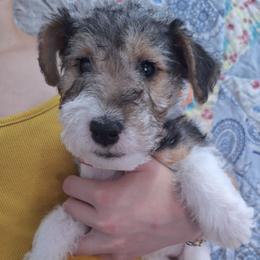 Claire - White black and tan female Wire Fox Terrier puppy in Lancaster, Missouri from Missouri Meadows Farm