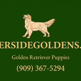 Golden Retrievers from Riverside Goldens