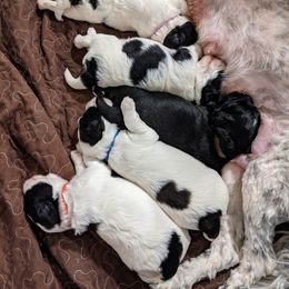 Australian Labradoodle Puppies from Llewellyn's Grove Labradoodles