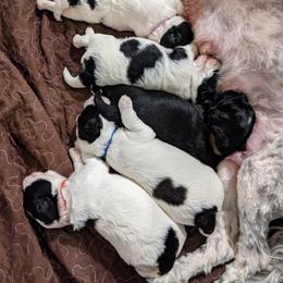 Australian Labradoodle Puppies from Llewellyn's Grove Labradoodles