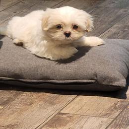 Boy 1 - White male Mal-Shi puppy in Mundelein, Illinois from FurEver Friends Designer Breeds