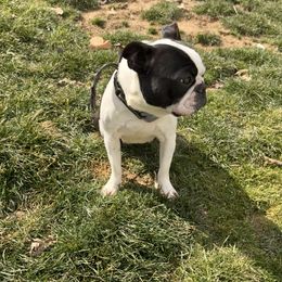 Wrenley - Boston Terrier
