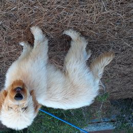 Marty - Golden Retriever