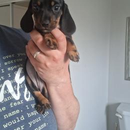 Girl 1 - Black and tan female Dachshund puppy in Claremont, North Carolina from The Mini Farmhouse