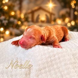 Noelle - Apricot female Goldendoodle puppy in Urbana, Illinois from ZaraDoodles