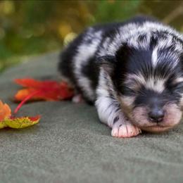 Maple - Blue merle male Pomeranian puppy in Bremen, Indiana from AMS Pomeranians and Pomskies in Indiana