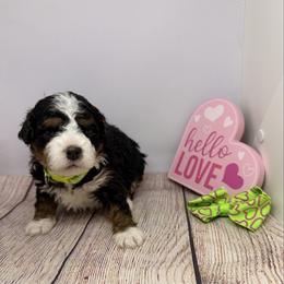 Female 5 - Tri-color female Bernedoodle puppy in Wytheville, Virginia from Pine Brook Pups