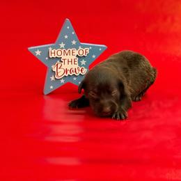 Puffin - Chocolate female Labrador Retriever puppy in Isle, Minnesota from Dog Ear Outfitters