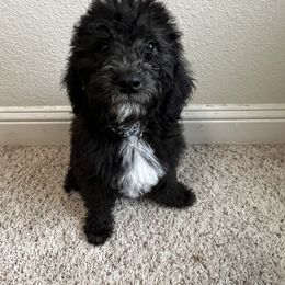 Labradoodle Puppies from Sweet Tea Labradoodles