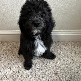Labradoodle Puppies from Sweet Tea Labradoodles