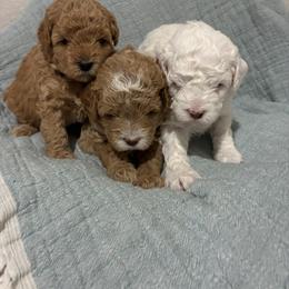 Cavapoo Puppies from Lucy Lou’s Cavapoos
