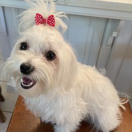 Miss Piggie - Maltese