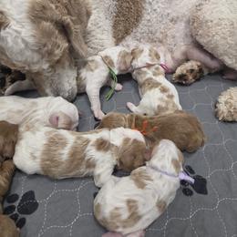 Blue Male - Parti male Goldendoodle puppy in Great Falls, Montana from Montana Goldendoodles