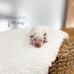 Leprechaun - Parti male Maltipoo puppy in Huntsville, Texas from Nelson Creek Farms