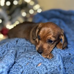 Red - Red male Dachshund puppy in Chula Vista, California from CV Doxies