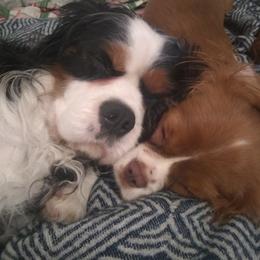 Cavalier King Charles Spaniel Puppies from Majestic Cavaliers of Melbourne FL