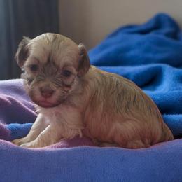Boy1 - Cream male Havanese puppy in Medina, Ohio from Momma's Minis