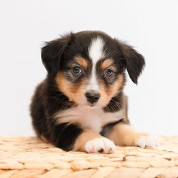 Dachshund and Miniature American Shepherd Puppies from Long Dog Inc.