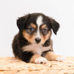 Dachshund and Miniature American Shepherd Puppies from Long Dog Inc.