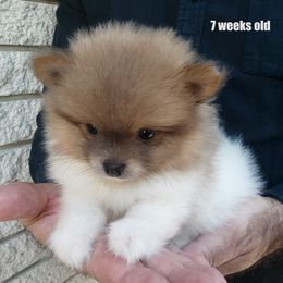 Pomeranian Puppies from Jaime's Pomeranians