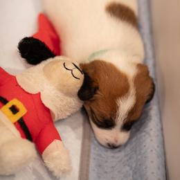 Golden Retriever and Jack Russell Terrier Puppies from Shelby Burleson's Golden Retrievers and Jack Russell Terriers