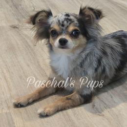 Pepper - Chihuahua