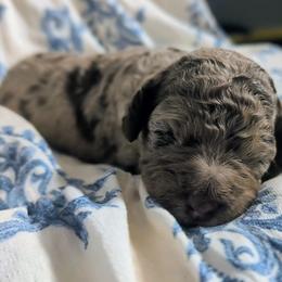 Albus - Merle male Sheepadoodle puppy in Austin, Texas from Darling Doodles