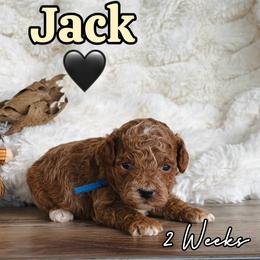 Jack - Red  male Goldendoodle puppy in Runaway Bay, Texas from Green Ranch Doodles