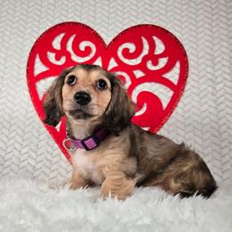 Zuzu - Cream female Dachshund puppy in Pryor, Oklahoma from Mighty Paws Manor