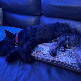 Miniature Schnauzers from Westchester Miniature Schnauzer