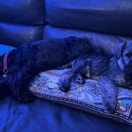 Miniature Schnauzers from Westchester Miniature Schnauzer