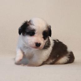 Labrador Retriever and Pembroke Welsh Corgi Puppies from White Star Corgis