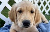 Golden Retriever Puppy