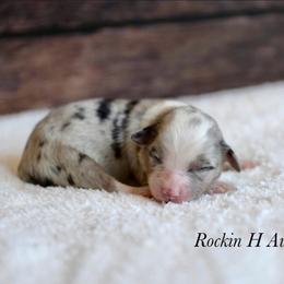 Bmf 1 - Blue merle female Toy Australian Shepherd puppy in Russellville, Arkansas from Rockin H Aussies