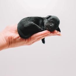 Purple Girl - Black female Cavapoo puppy in Mckinney, Texas from Doodles of North Tx