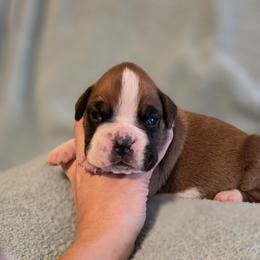 Stella - Fawn female Boxer puppy in Rocky Comfort, Missouri from Meredith's Boxer Puppies