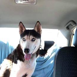 Siberian Husky All Grown Up from Greens 5 Acres Huskies