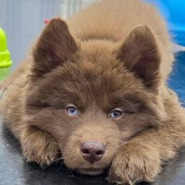 Maverick - Red and white male Siberian Husky puppy in East Tawas, Michigan from BurnsBerg's Woolies