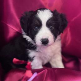 Valentino - Black tri male Miniature Australian Shepherd puppy in Granbury, Texas from Jubilee Acres