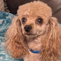 Remi - Poodle