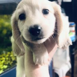 Dachshund Puppies from Meldox