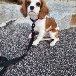Cavalier King Charles Spaniel, Cavapoo, and German Shorthaired Pointer Puppies from Heart Mountain Cavaliers & Floating Feathers Kennel